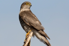 Sperwer-16_Eurasian-Sparrowhawk_Accipiter-nisus_5L8A6426