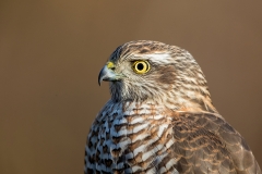 Sperwer-25_Eurasian-Sparrowhawk_Accipiter-nisus__11I1726