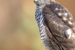 Sperwer-41_Eurasian-Sparrowhawk_Accipiter-nisu_11I4753