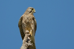 Torenvalk-17_Common-Kestrel_Falco-tinnunculus_Z4T5741