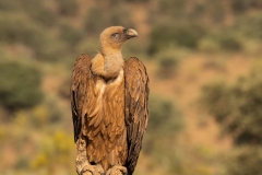 Vale-Gier-03_Griffon-Vulture_Gyps-fulvus_P5A1826