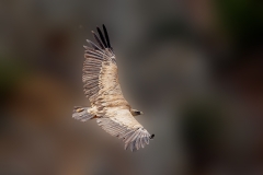 Vale-Gier-09_Griffon-Vulture_Gyps-fulvus_P5A2787-01