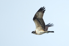 Visarend-03_Western-Osprey_Pandion-haliaetus_BZ4T1130