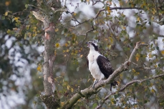 Visarend-07_Western-Osprey_Pandion-haliaetus_Z4T3138