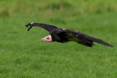 Witkopgier-02_White-headed-Vulture_Trigonoceps-occipitalis_IMG_6479