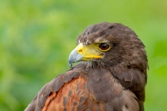 Woestijnbuizerd-01_Harriss-Hawk_Parabuteo-unicinctus_IMG_5859