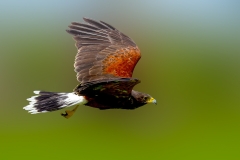 Woestijnbuizerd-05_Harriss-Hawk_Parabuteo-unicinctus_IMG_6297