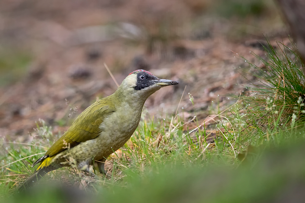 Groene-Specht-01_-European-Green-Woodpecker_Picus-viridis_11I3961
