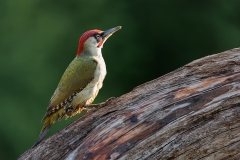 Groene-Specht-25_-European-Green-Woodpecker_Picus-viridis_E8A9777