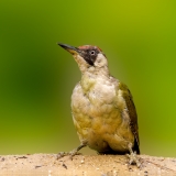 Groene-Specht-26_-European-Green-Woodpecker_Picus-viridis_P5A3937