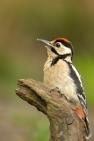 Grote-Bonte-Specht-02_Great-Spotted-Woodpecker_Dendrocopos-majorr_BZ4T9364