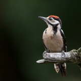 Grote-Bonte-Specht-09_Great-Spotted-Woodpecker_Dendrocopos-majorr_BZ4T8492