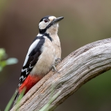 Grote-Bonte-Specht-23_Great-Spotted-Woodpecker_Dendrocopos-major_11I3169