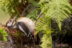 Grote-Bonte-Specht-25_Great-Spotted-Woodpecker_Dendrocopos-major_11I3779