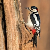 Grote-Bonte-Specht-26_Great-Spotted-Woodpecker_Dendrocopos-major_11I4920