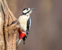 Grote-Bonte-Specht-27_Great-Spotted-Woodpecker_Dendrocopos-major_11I4969