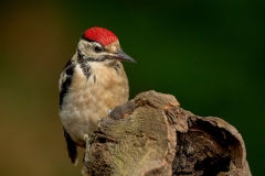 Grote-Bonte-Specht-28_Great-Spotted-Woodpecker_Dendrocopos-major_11I7868