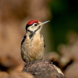 Grote-Bonte-Specht-30_Great-Spotted-Woodpecker_Dendrocopos-major_11I7951