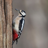 Grote-Bonte-Specht-31_Great-Spotted-Woodpecker_Dendrocopos-major_11I8693