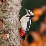 Grote-Bonte-Specht-33_Great-Spotted-Woodpecker_Dendrocopos-major_D9A5545