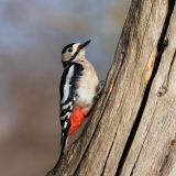 Grote-Bonte-Specht-35_Great-Spotted-Woodpecker_Dendrocopos-major_D9A6240