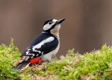 Grote-Bonte-Specht-36_Great-Spotted-Woodpecker_Dendrocopos-major_E8A4945