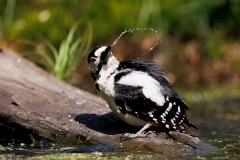 Grote-Bonte-Specht-37_Great-Spotted-Woodpecker_Dendrocopos-major_E8A7618