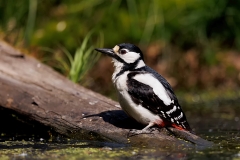 Grote-Bonte-Specht-38_Great-Spotted-Woodpecker_Dendrocopos-major_E8A7622