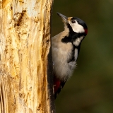 Grote-Bonte-Specht-39_Great-Spotted-Woodpecker_Dendrocopos-major_P5A4923