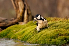 Grote-Bonte-Specht-40_Great-Spotted-Woodpecker_Dendrocopos-major_P5A7754