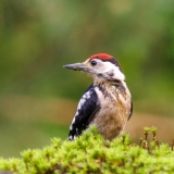 Grote-Bonte-Specht-42_Great-Spotted-Woodpecker_Dendrocopos-major_P5A3876