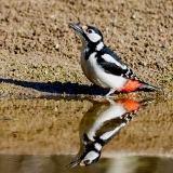 Grote-Bonte-Specht-43_Great-Spotted-Woodpecker_Dendrocopos-major_P5A9984