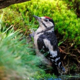 Grote-Bonte-Specht-44_Great-Spotted-Woodpecker_P5A4114