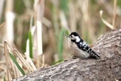 Kleine-Bonte-Specht-07_Lesser-Spotted-Woodpecker_Dryobates-minor_11I6809