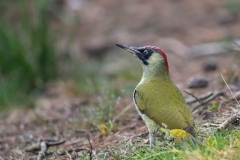 Groene-Specht-02_-European-Green-Woodpecker_Picus-viridis_11I3963_1