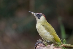 Groene-Specht-03_-European-Green-Woodpecker_Picus-viridis_11I3972