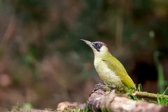 Groene-Specht-07_-European-Green-Woodpecker_Picus-viridis_Z4T0928