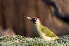 Groene-Specht-09_-European-Green-Woodpecker_Picus-viridis_11I5747-02