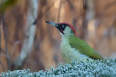 Groene-Specht-12_-European-Green-Woodpecker_Picus-viridis_11I5758