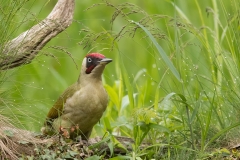 Groene-Specht-13_-European-Green-Woodpecker_Picus-viridis_11I7839