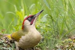 Groene-Specht-14_-European-Green-Woodpecker_Picus-viridis_11I7872