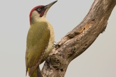 Groene-Specht-15_-European-Green-Woodpecker_Picus-viridis_11I7874