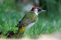 Groene-Specht-18_-European-Green-Woodpecker_Picus-viridis_E8A9681