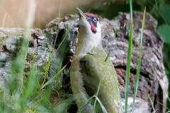Groene-Specht-20_-European-Green-Woodpecker_Picus-viridis_E8A9706