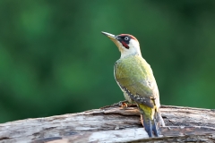 Groene-Specht-21_-European-Green-Woodpecker_Picus-viridis_E8A9728