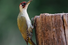 Groene-Specht-22_-European-Green-Woodpecker_Picus-viridis_E8A9746