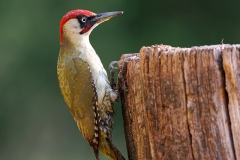 Groene-Specht-23_-European-Green-Woodpecker_Picus-viridis_E8A9754