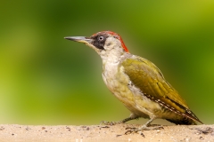 Groene-Specht-27_-European-Green-Woodpecker_Picus-viridis_P5A3938