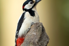 Grote-Bonte-Specht-01_Great-Spotted-Woodpecker_Dendrocopos-major_BZ4T7148