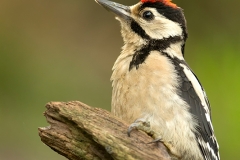Grote-Bonte-Specht-02_Great-Spotted-Woodpecker_Dendrocopos-majorr_BZ4T9364